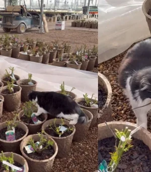 Gato “funcionário” vira herói após capturar rato em loja