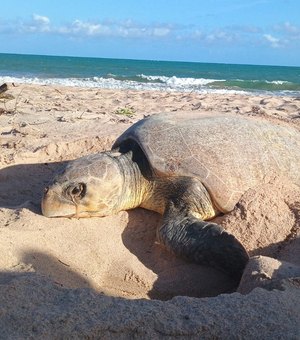 [Vídeo] Tartaruga é flagrada desovando durante o dia na praia do Mirante da Sereia