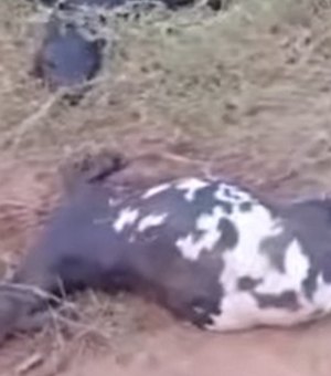 [Vídeo] Animais são encontrados mortos em propriedade rural de Palmeira dos Índios