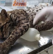 [Vídeo] FPI resgata uma jaguatirica, o maior felino encontrado em Alagoas