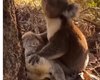 Coala é flagrado demonstrado luto após morte da companheira na Austrália