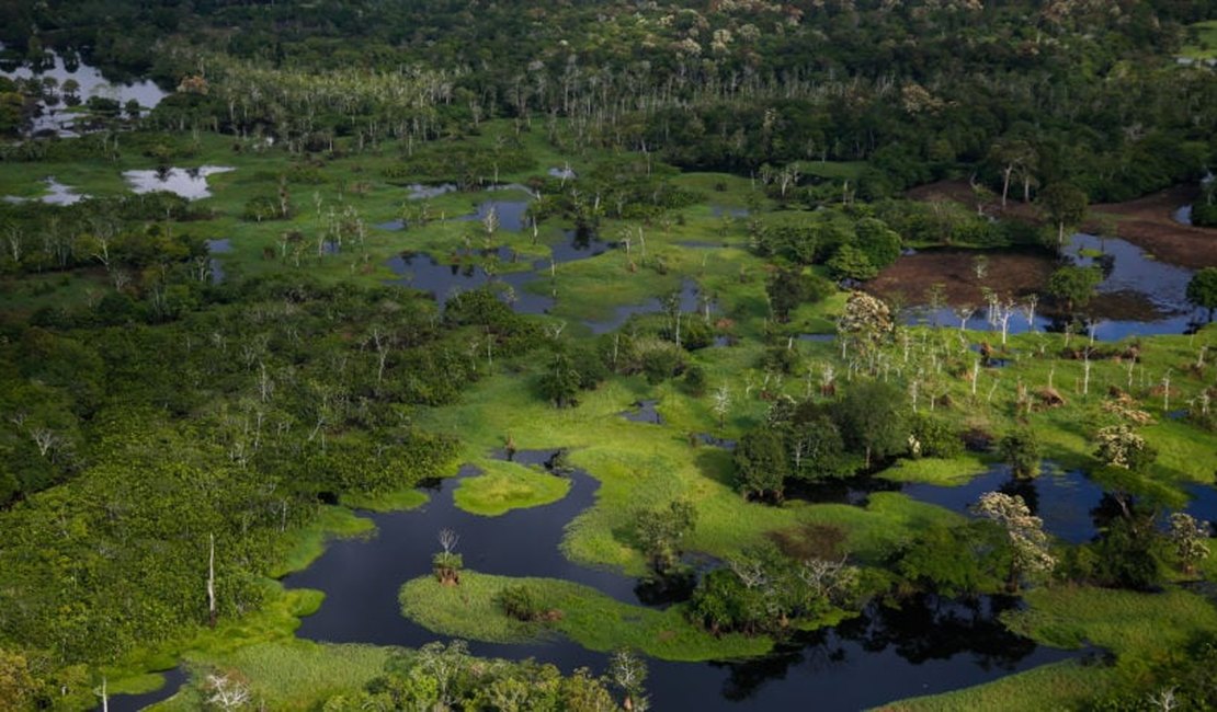 Fundo Amazônia recebeu R$ 3,4 bilhões de doações em 13 anos