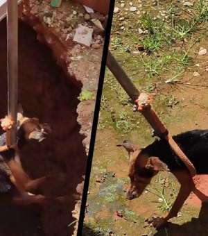 Cachorro é resgatado após cair em fossa de três metros de profundidade em Atalaia