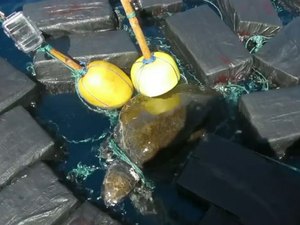 Tartaruga é flagrada transportando cocaína avaliada em 53 milhões de doláres