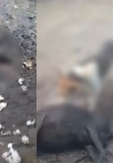 Seis ovelhas são encontradas mortas após ataque na zona rural de Atalaia