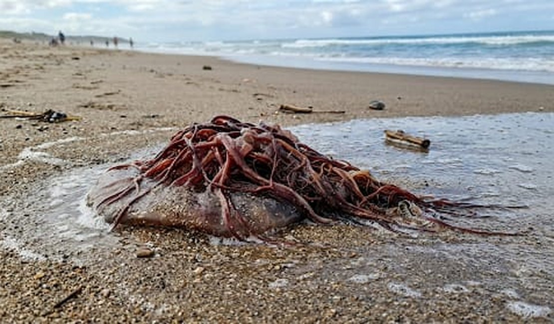 Água-viva queima adolescente na Praia do Francês e menina é socorrida