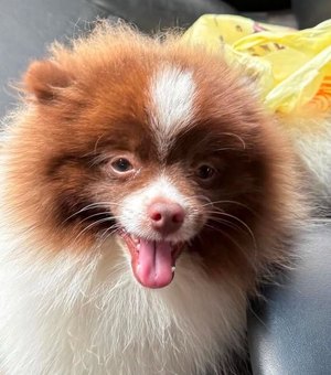 Cachorrinho da raça Lulu da Pomerânia desaparece no bairro Baixão