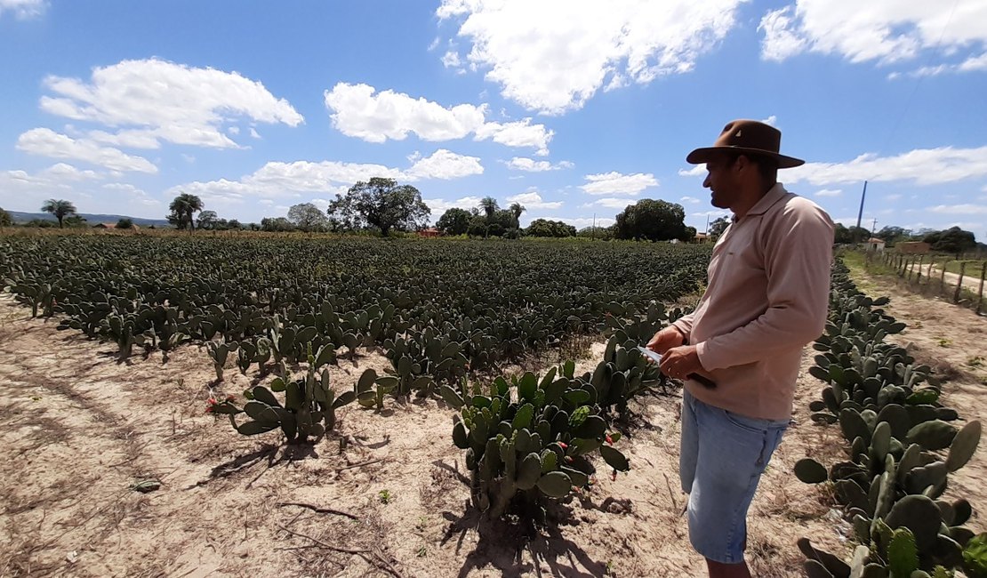 Emater Alagoas emitiu 16 mil DAPs aos agricultores familiares em 2020