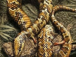 Cobra com quatro patas viveu no Ceará há 120 milhões de anos