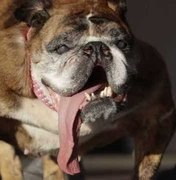 Morre o buldogue eleito cão mais feio do mundo