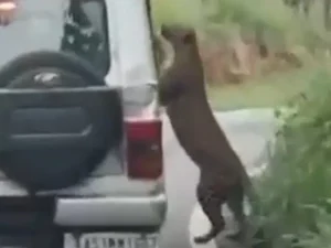 Menino é atacado por leopardo durante safari: 'Lesões profundas'
