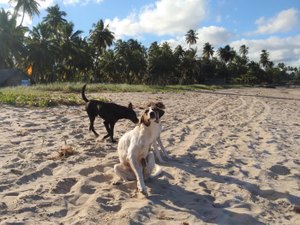 Vacinação Antirrábica para cães e gatos começa segunda (22) em Alagoas