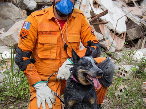 Bombeiros de luto: morre Joy, cadela de trabalho de resgate em Alagoas