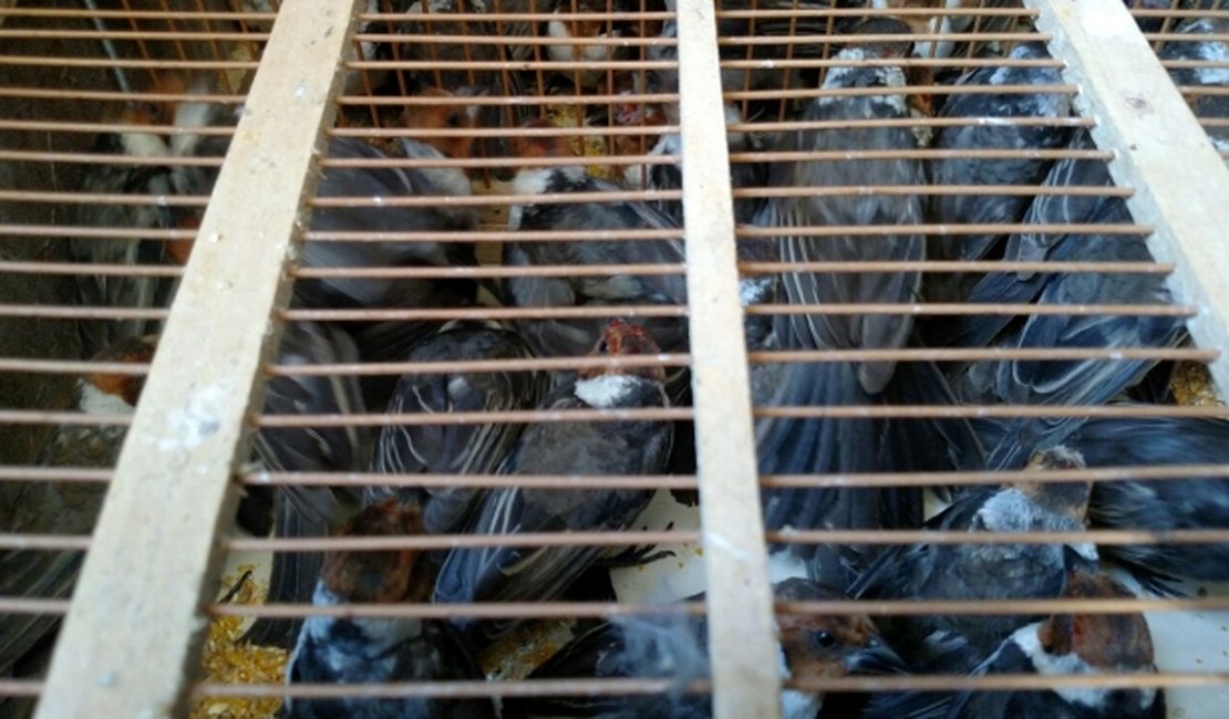 Mais de 500 animais são apreendidos em Arapiraca