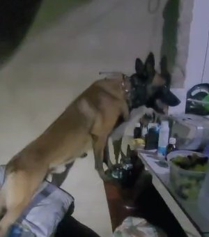 Cão farejador ajuda a encontrar maconha e crack escondidos em casa em Arapiraca