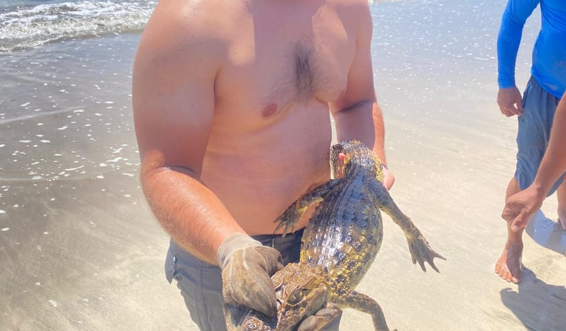 [Vídeo] Jacaré aparece nadando no mar da Praia de Japaratinga
