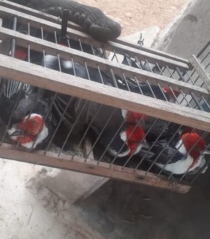 MPAL integra operações que resgatam 755 animais e prendem grande traficante nacional