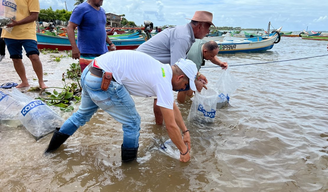 Peixamentos inserem espécies nativas no rio São Francisco durante Festa de Bom Jesus em Piaçabuçu Porto Real do Colégio