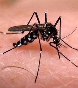 Palmeira dos Índios corre risco de surto de Dengue