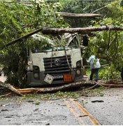 [Vídeo] Árvore cai sobre caminhão e interdita rodovia que liga Pernambuco com Alagoas