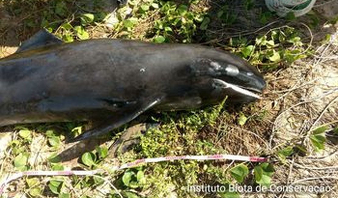 Golfinho morre após encalhar na areia de praia em Maragogi 