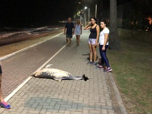 Golfinho morto é abandonado em calçadão da Praia de Jatiúca