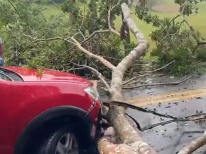 Árvore cai na AL 465 e atinge carro em Porto Calvo