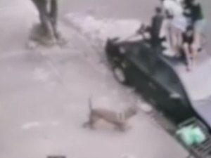 Crianças sobem em teto de carro para fugir de ataque de pitbull; Uma delas foi mordida