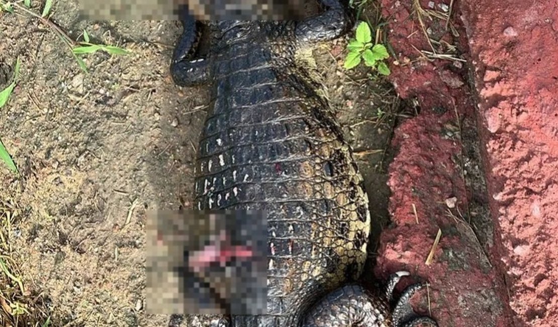 Jacaré é encontrado morto às margens do Riacho Piauí, em Arapiraca