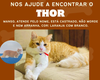 Arapiraca: Tutora de gato chamado Thor procura por animal que está desaparecido