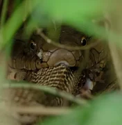 Foto de cobra-rei ingerindo naja viraliza e mostra hábito raro da espécie