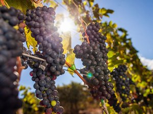 Vigilância intercepta 140 toneladas de uvas passas contaminadas