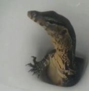 Turista encontra lagarto saindo de vaso sanitário em hotel na Tailândia