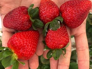 Morango, tomate, mamão e alface são alguns dos alimentos com maior nível de contaminação por agrotóxicos