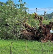 Árvore cai sobre rede elétrica e paralisa captação de água do Pratagy