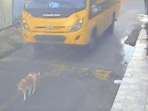 Cachorro é atropelado por ônibus escolar no município de Marechal Deodoro