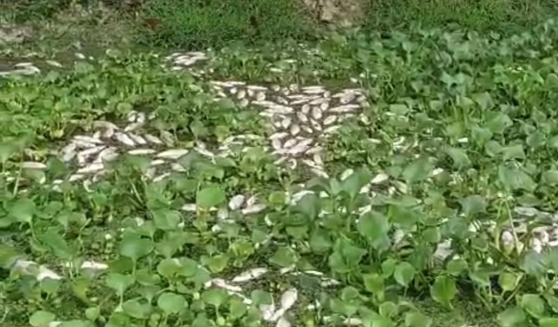 Centenas de peixes aparecem mortos no Rio Camaragibe, no Litoral Norte