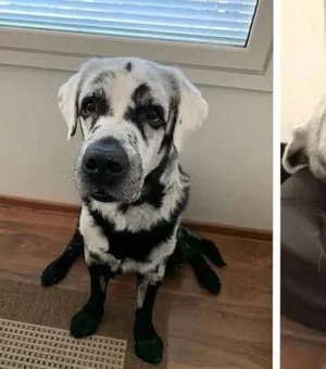 Cachorro com vitiligo encanta web por ser superfofo