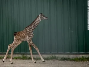 Filhote de girafa ameaçada de extinção nasce em zoológico nos EUA