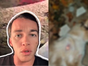 Deputado Delegado Leonan cobra punição a criminosos que atiraram em gatos no município de Arapiraca