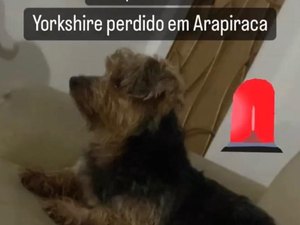 Perdido, cão da raça Yorkshire é acolhido e dona da casa busca pelo dono do animal em Arapiraca