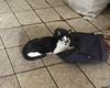 Vizinhos fazem apelo por nove gatos deixados para trás por idosa que se mudou