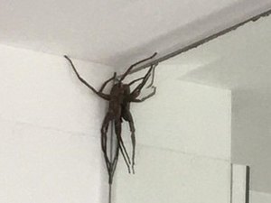 Aranhas 'gigantes' assustam moradores de bairro nobre em BH