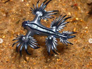 Dragão Azul é encontrado em praia do Litoral Norte de Maceió