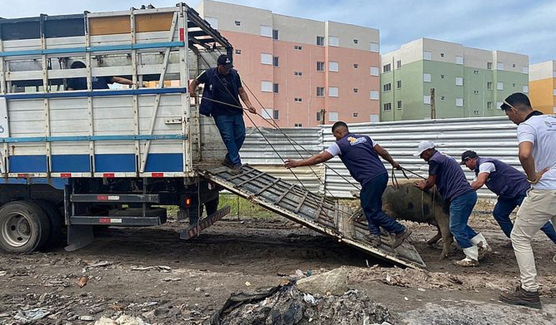 Criação clandestina de suínos é alvo de operação conjunta, em Maceió