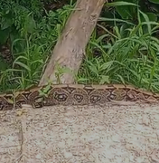 Populares se assustam ao ver jiboia circulando pelo Bosque das Arapiracas