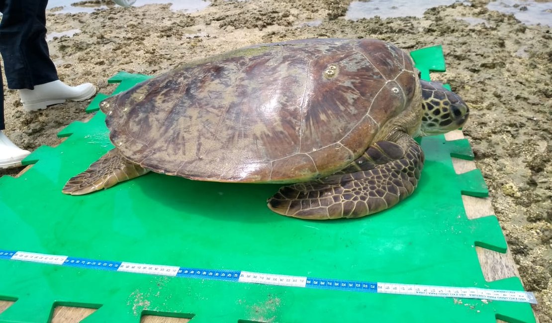 Tartaruga perde o tempo da maré e fica presa em piscina natural na Ponta Verde