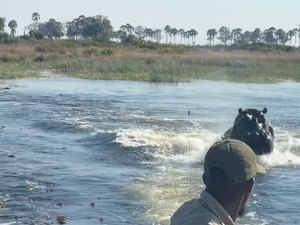 Hipopótamo persegue barco de turistas em rio de Botsuana, no Sul da África