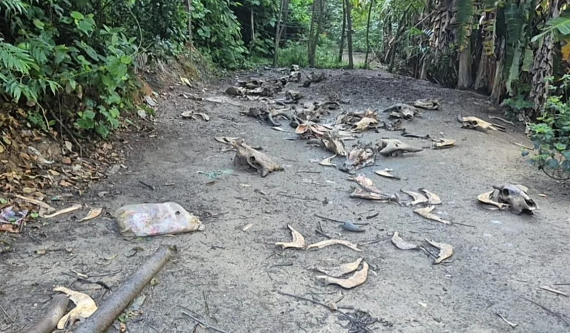 Matadouro clandestino com ossadas e restos de animais é encontrado em Joaquim Gomes