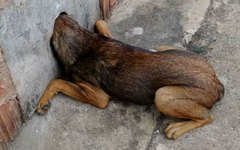 Cachorro com a cabeça presa na parede, em São Paulo